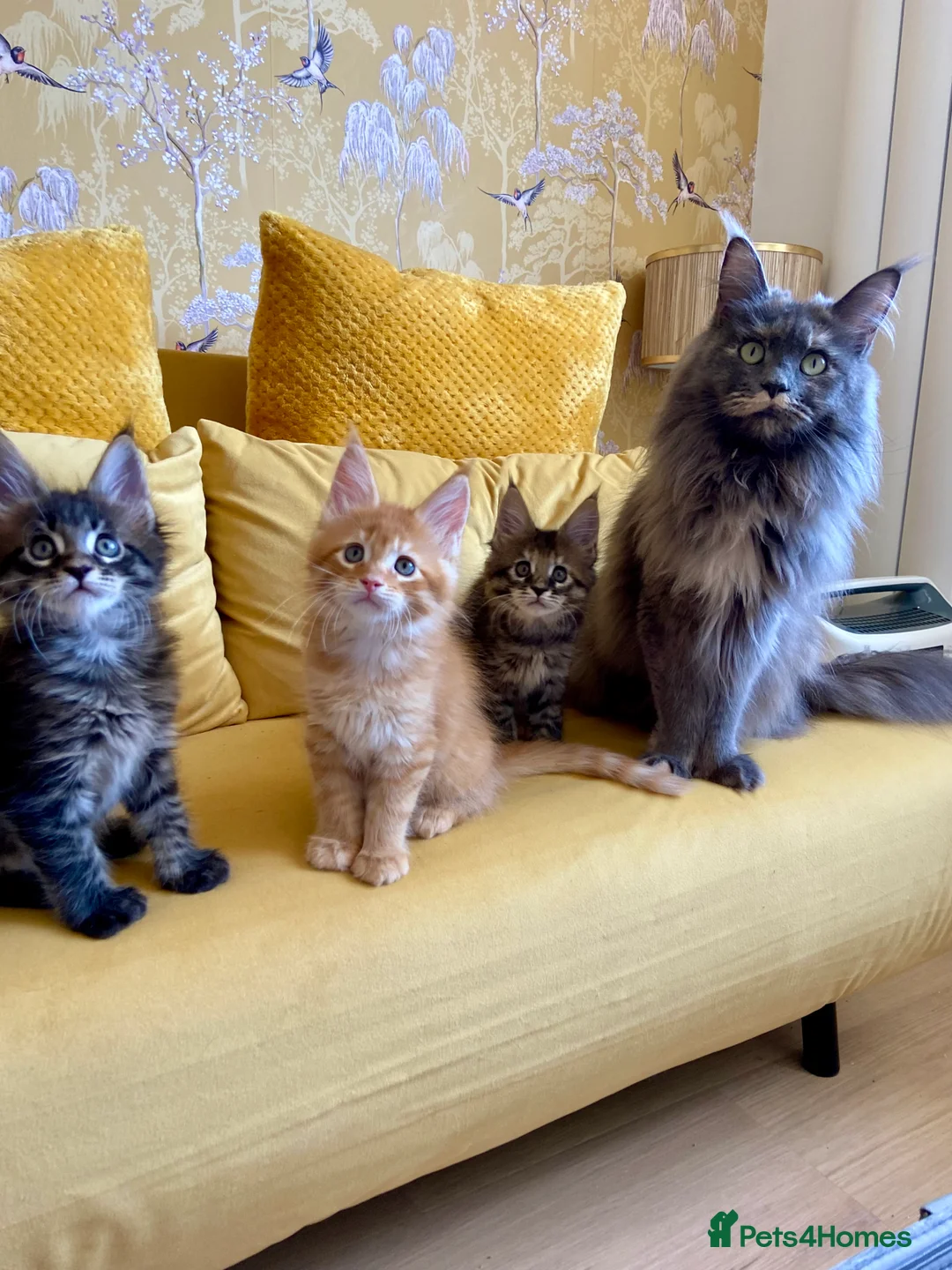 Maine Coon cats for sale: GCCF registered Dog 🐶 Friendly  - Advert 12