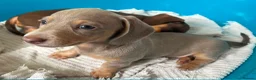 Miniature Dachshund dogs for sale: KC Reg Miniature Dachshund Puppies For Sale - Advert 12