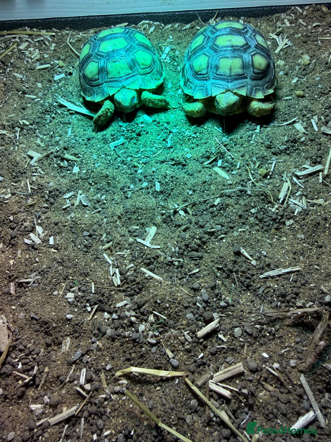 Tortoise reptiles for sale: 8 month old Sulcata tortoises for sale  - Advert 1