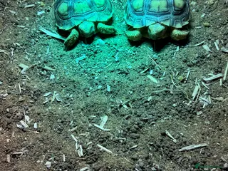 Tortoise reptiles 8 month old Sulcata tortoises for sale - Advert 7