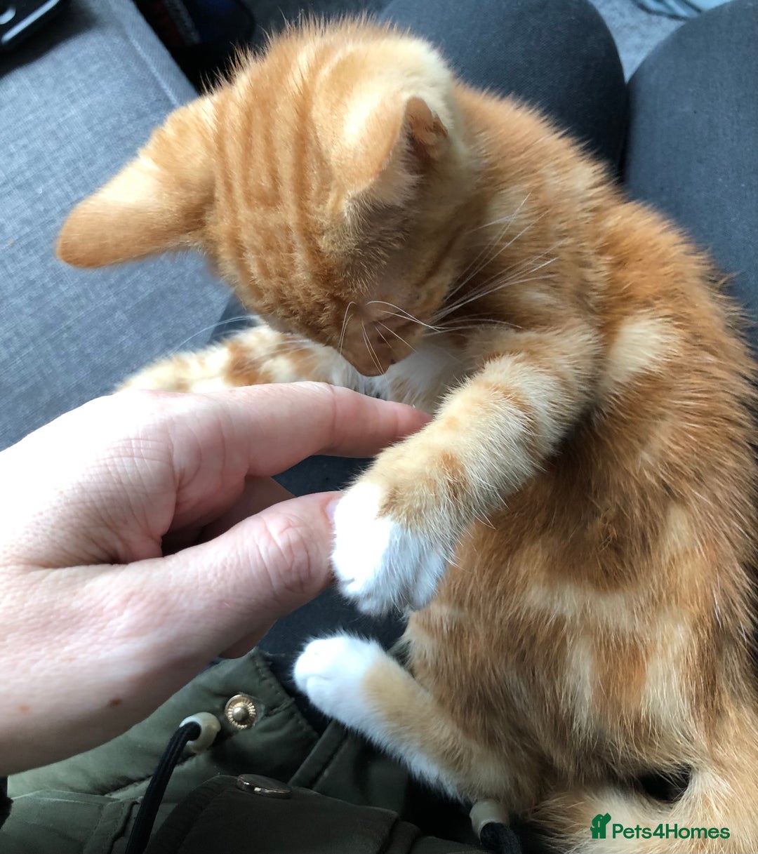 Mixed Breed cats for sale: Three Male Ginger & White Kittens Available - Image 6