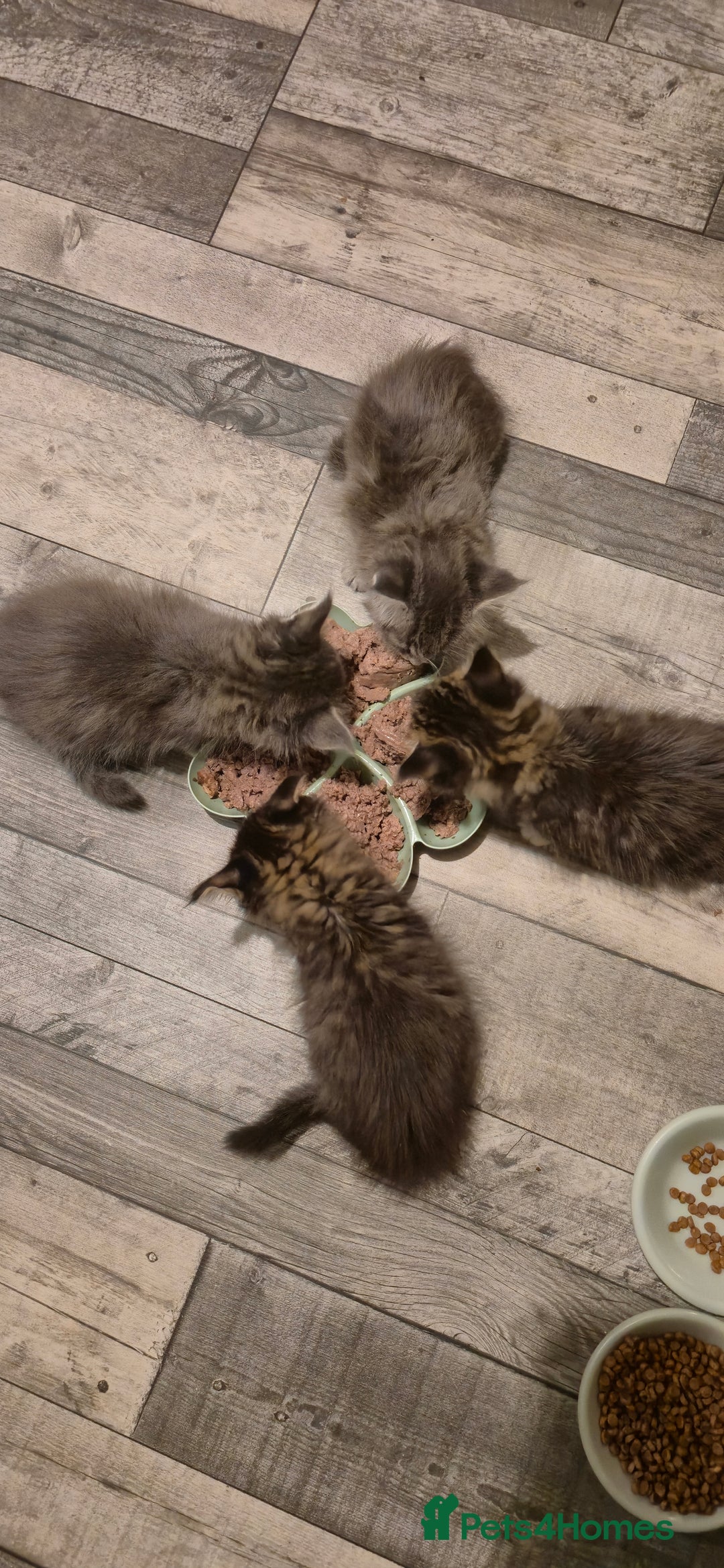 Maine Coon cats for sale: GCCF registered Pedigree Maine Coon Kittens - Advert 24