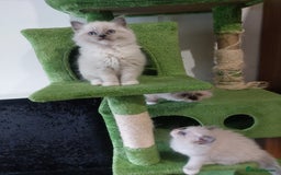 Ragdoll cats for sale: The most beautiful and adorable Ragdoll kittens  - Image 25