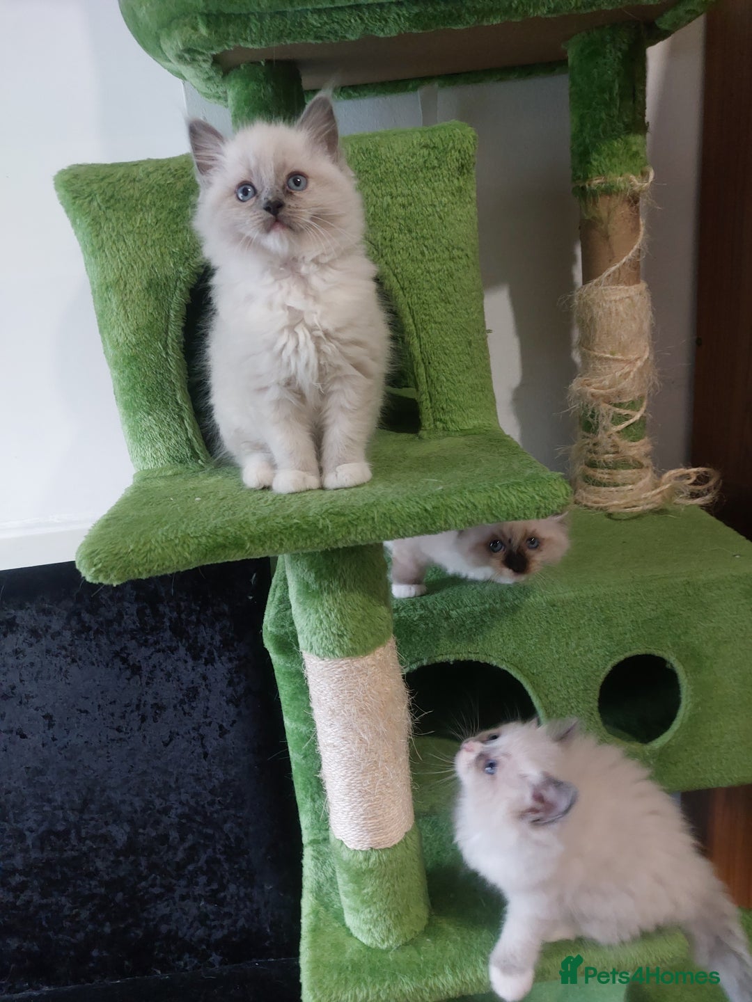 Ragdoll cats for sale: The most beautiful and adorable Ragdoll kittens  - Image 25