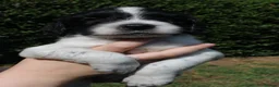 English Springer Spaniel dogs for sale: KC English Springer Spaniel puppies for sale - Advert 11