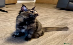 Maine Coon cats for sale: 2 Large Tica Maine Coon Kittens - Image 15