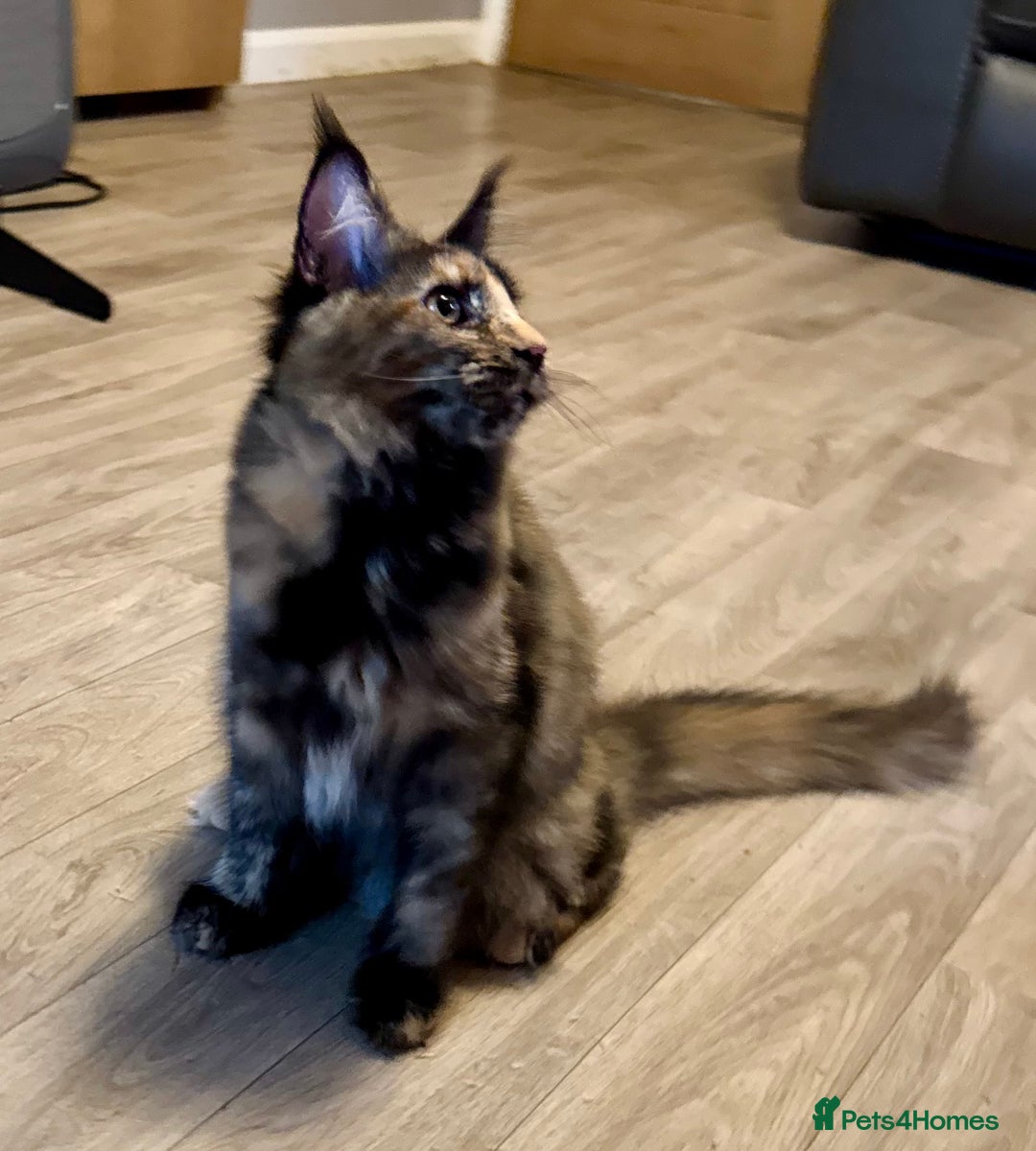Maine Coon cats for sale: 2 Large Tica Maine Coon Kittens - Image 15