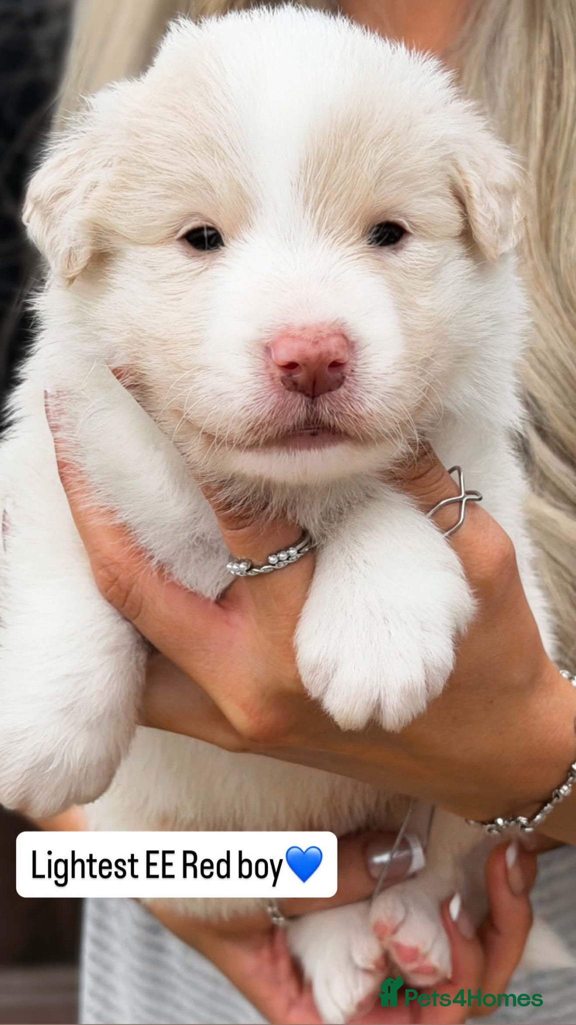 Border Collie dogs Stunning Champion line puppies  - Advert 2