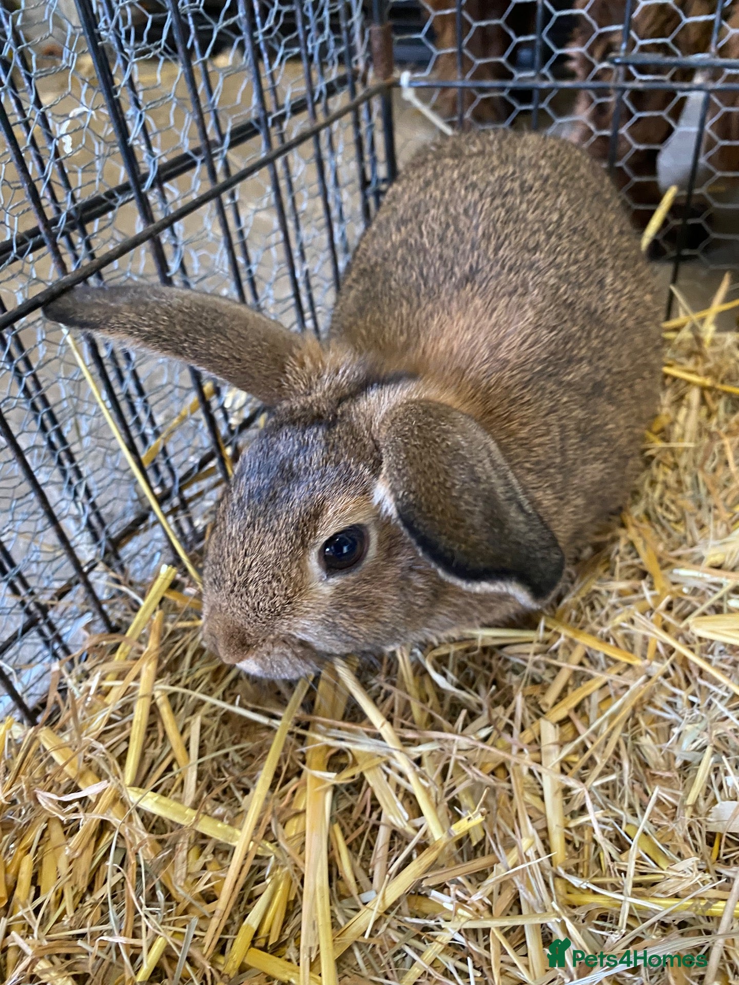 Dwarf Lop rabbits Dwarf lop female baby’s  - Advert 2