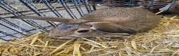 Dwarf Lop rabbits for sale: Dwarf lop female baby’s  - Advert 2