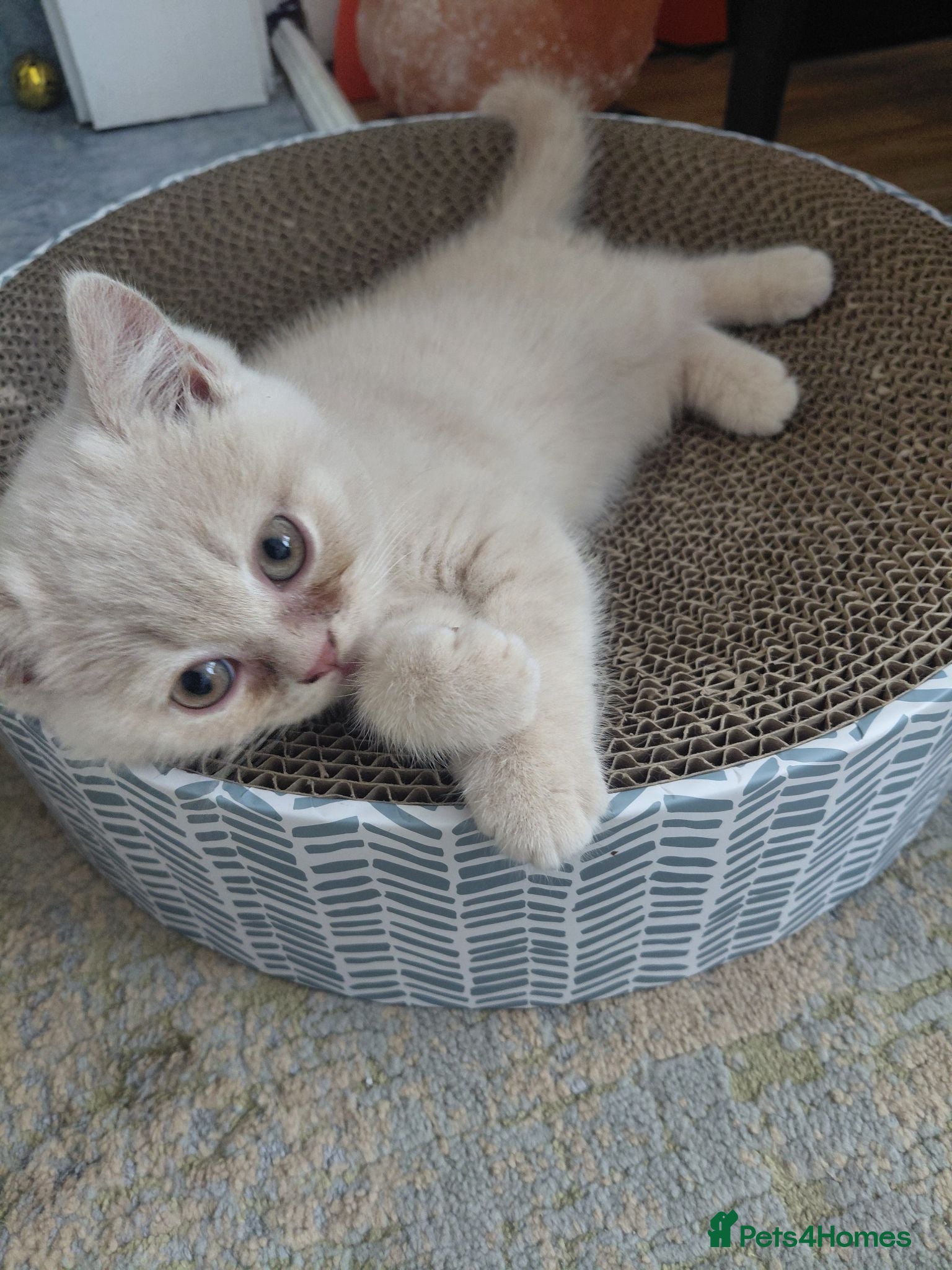 British Shorthair cats 5 British shorthair kittens - Advert 2