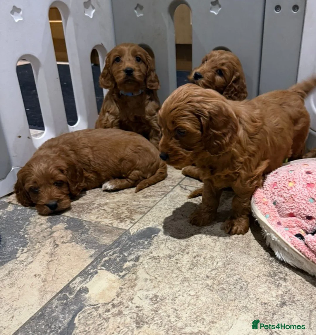Cocker Spaniel dogs for sale: Cocker Spaniel Puppies - Advert 3