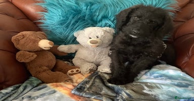 Mixed Breed dogs - Advert 5