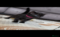 Bengal cats for sale: 4 Rare Tica Registered Bengal Kittens - Image 13