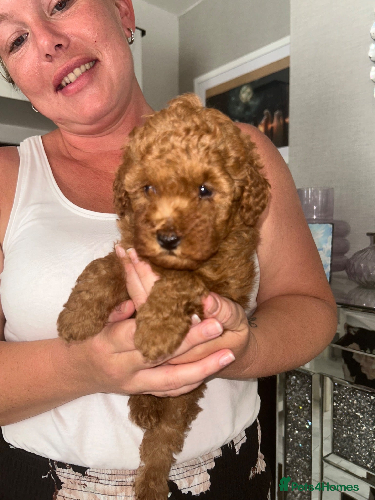 Toy Poodle dogs Red toy poodle 1 boy puppy - Advert 9