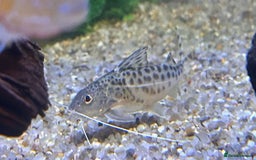 Other/Mixed Breed fish for sale: Tropical fish  - Image 7