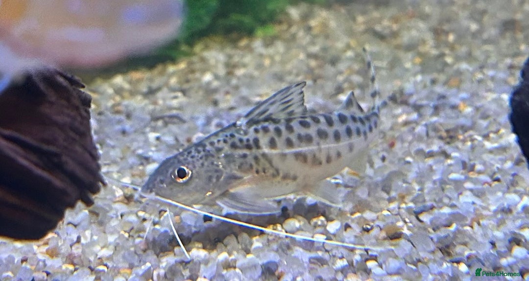 Other/Mixed Breed fish for sale: Tropical fish  - Image 7