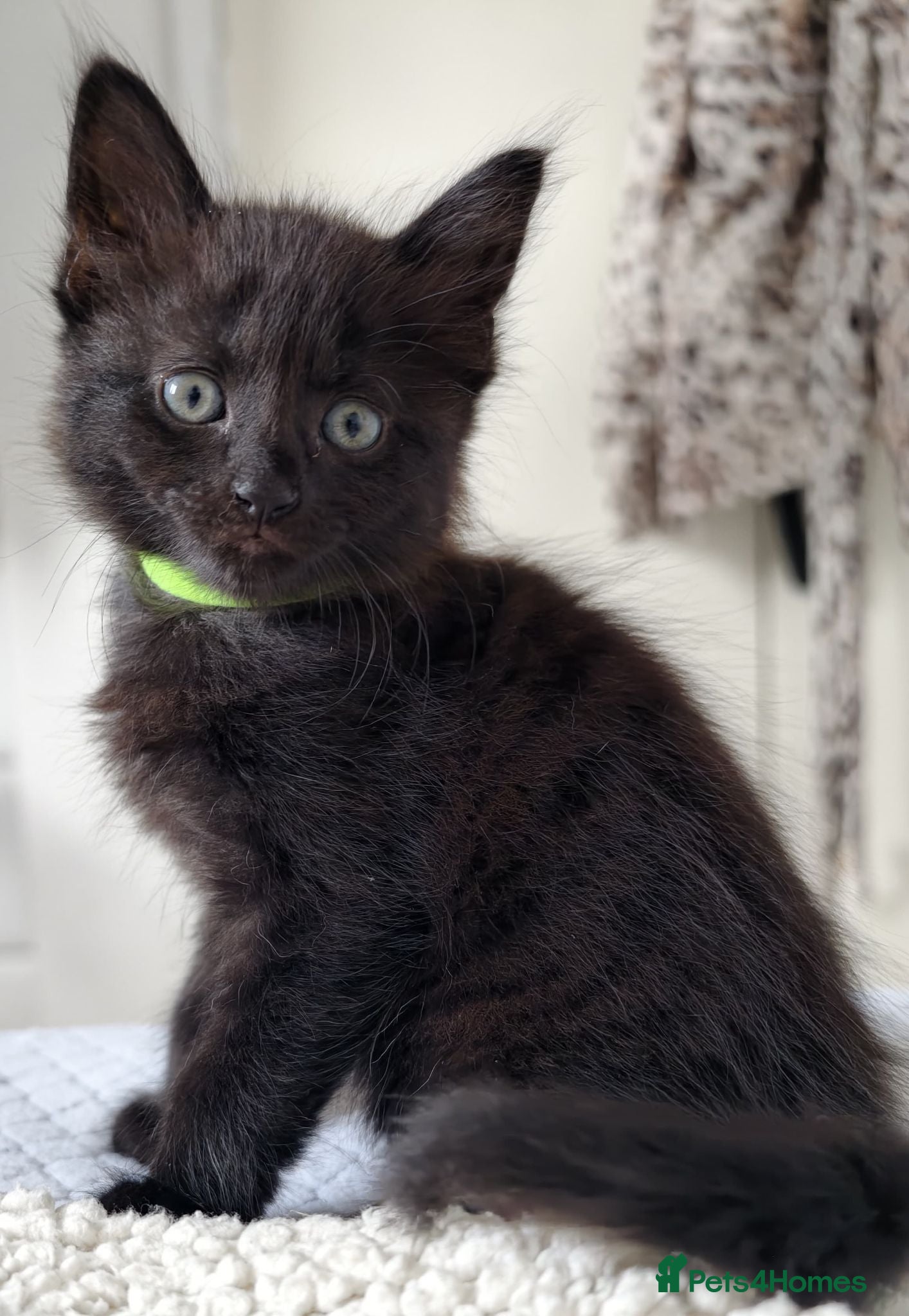 Mixed Breed cats Kittens - Advert 8