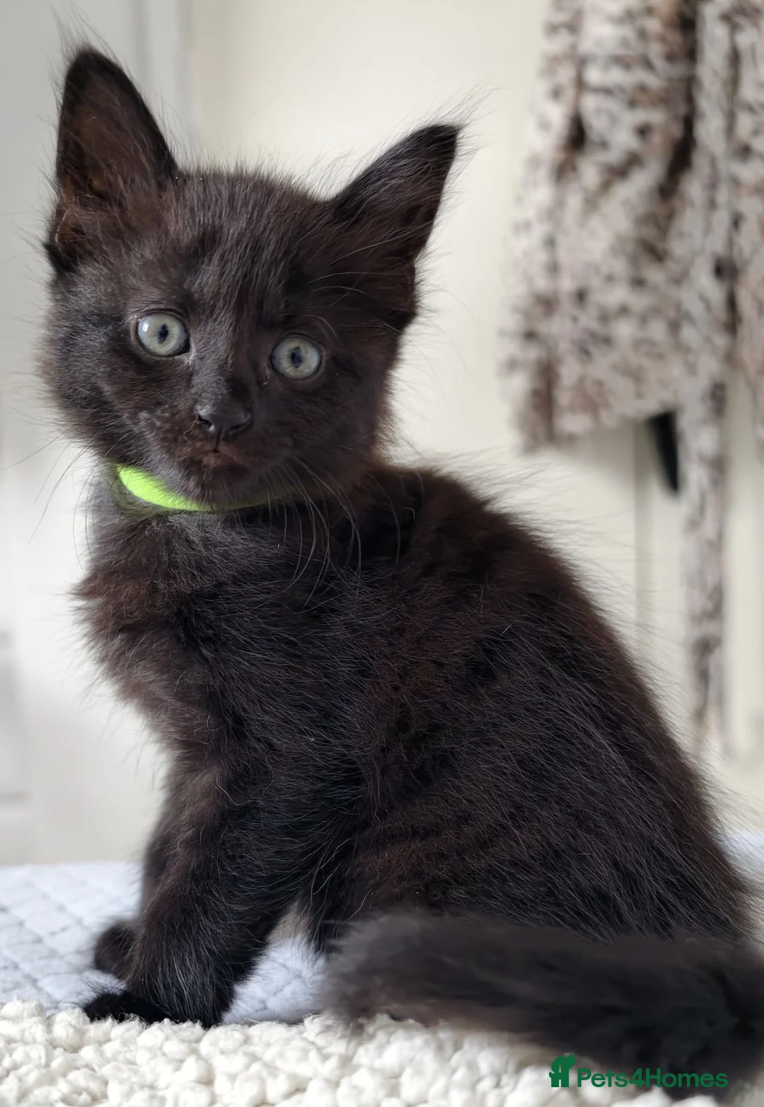 Mixed Breed cats for sale: Kittens in North Walsham - Advert 1