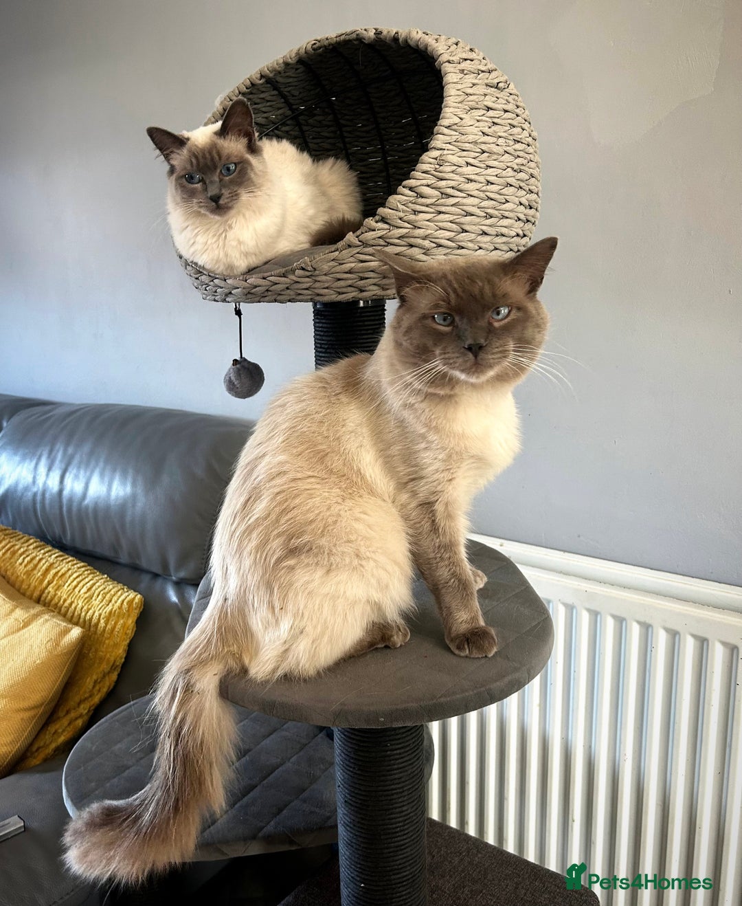 Ragdoll cats for sale: Gorgeous blue point ragdoll kittens (1F & 2M left) - Image 10