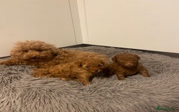 Toy Poodle dogs for sale: Beautiful Toy poodle puppy  - Image 1