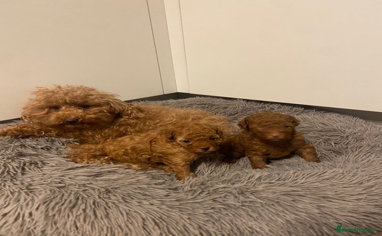 Toy Poodle dogs - Advert 1