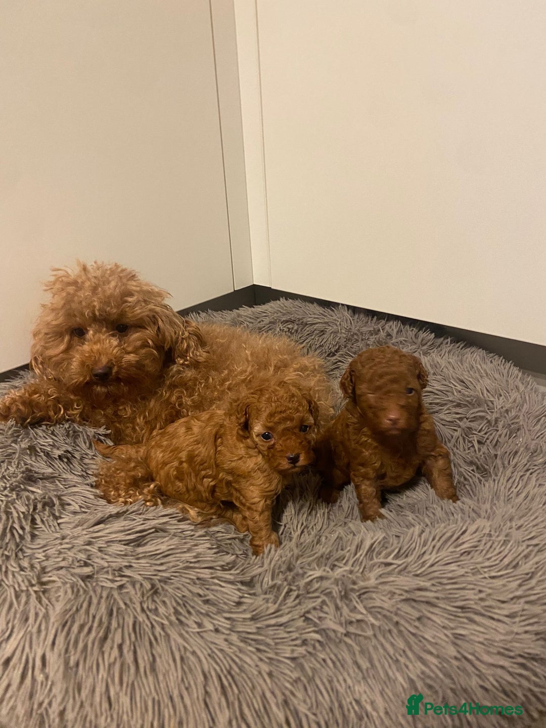 Toy Poodle dogs for sale: Beautiful Toy poodle puppy  - Image 1