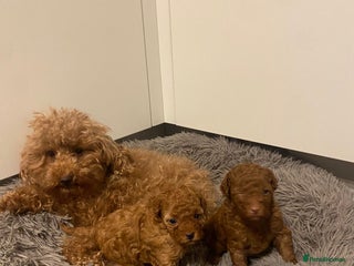 Toy Poodle dogs - Advert 2