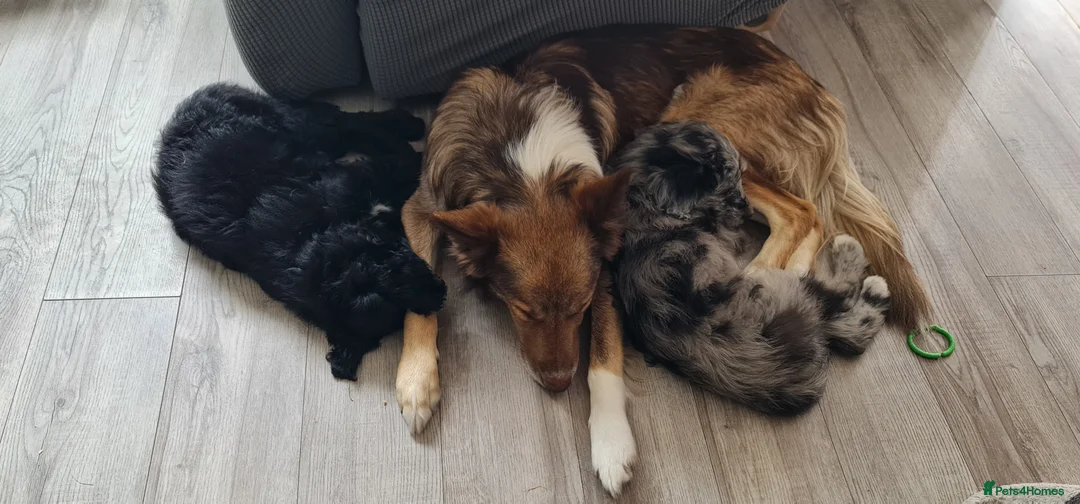 Bordoodle dogs for sale: 🌙☀️Waiting List Open🌙☀️ - Advert 12