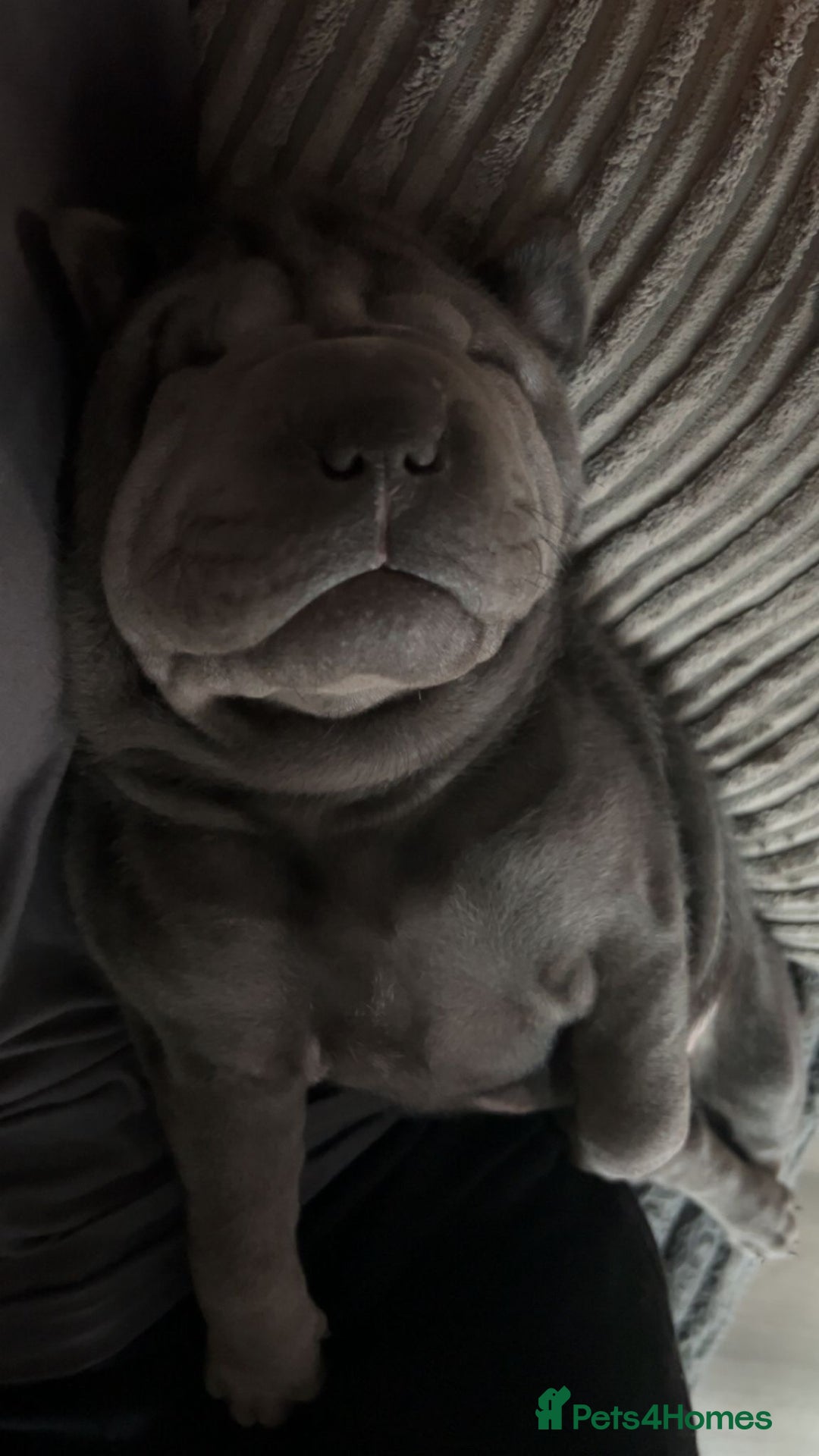 Mixed Breed dogs for sale: 2 female Shar Pei cross spaniel pups  - Advert 7