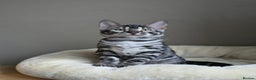 Bengal cats for sale: Gorgeous Silver and Charcoal Bengals  - Advert 1