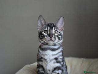 Bengal cats - Advert 2