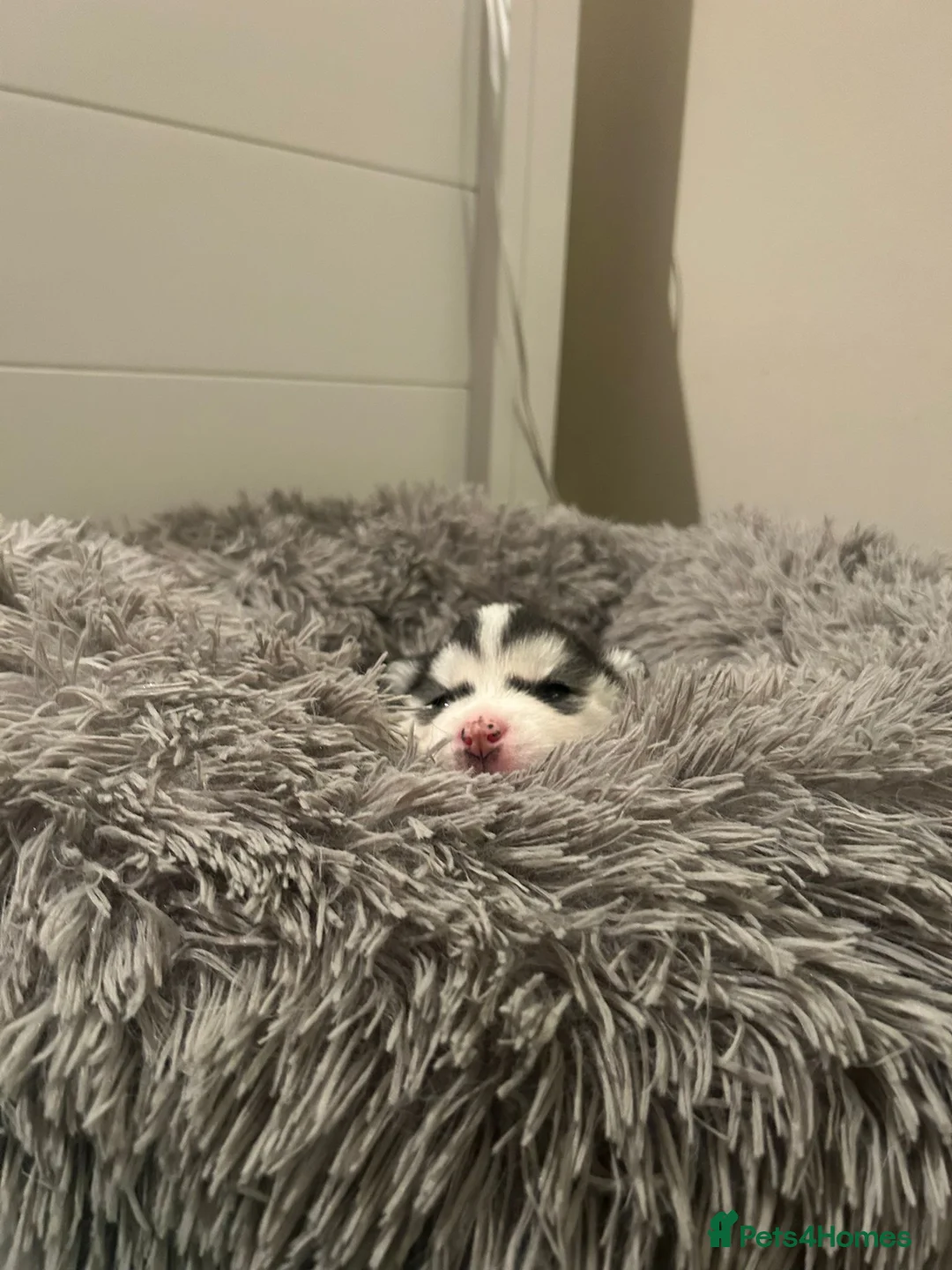 Pomsky dogs for sale: F2 Pomsky Puppies – Luna’s Pride Litter  - Advert 12