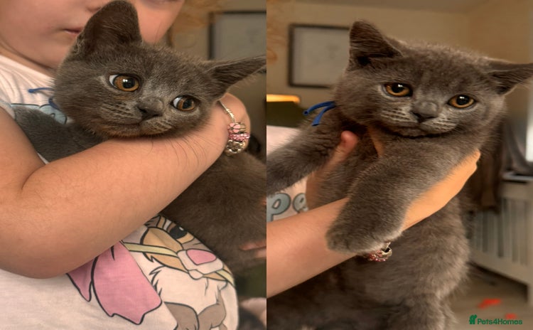 British Shorthair cats - Advert 12
