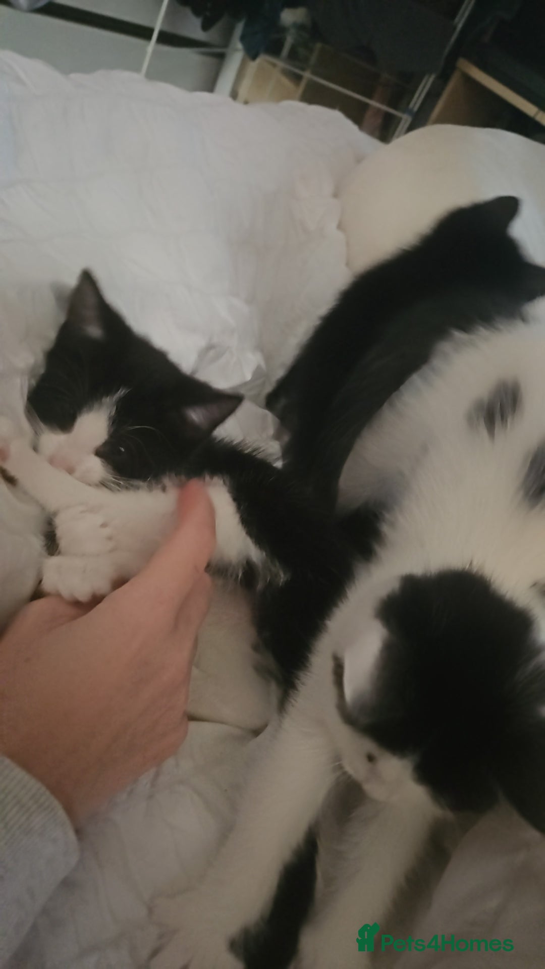 British Shorthair cats for sale: Gorgeous kittens. Boys/girls Can deliver. £60 ono - Advert 16