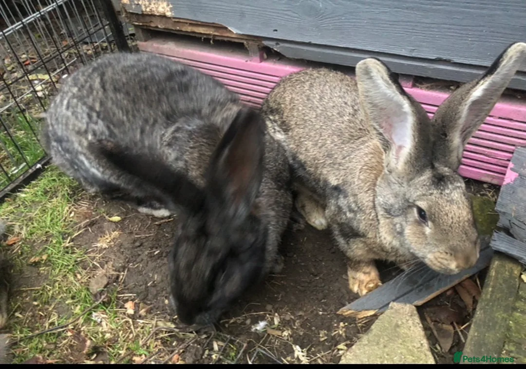 Continental Giant rabbits for sale: Continental Giant Buck Vaccinated Agouti Rabbit  in Sheffield - Advert 4