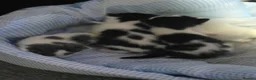 Mixed Breed cats for sale: Quarter Mainecoone Kittens  - Advert 7