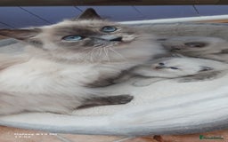 Ragdoll cats for sale: Ragdoll Kittens - Image 8