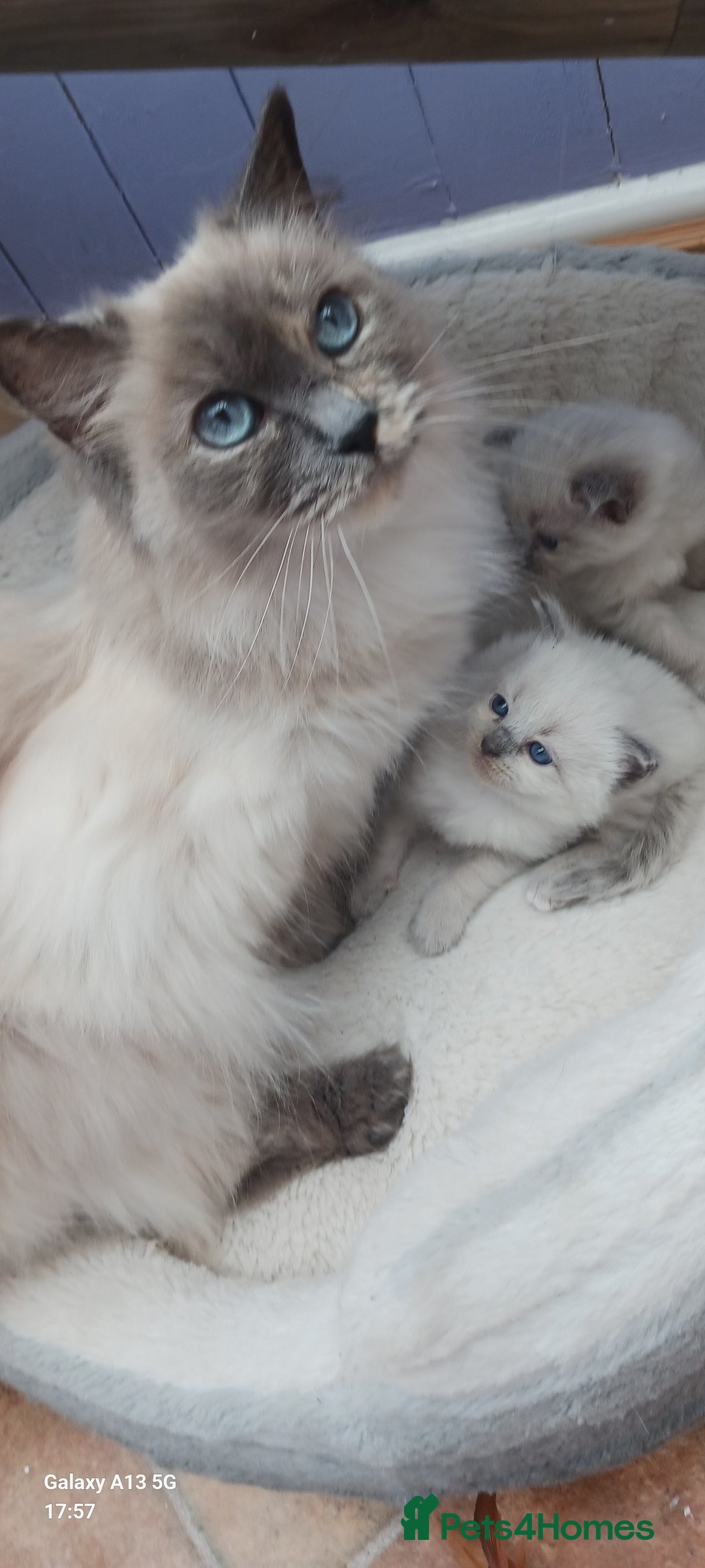 Ragdoll cats for sale: Ragdoll Kittens - Image 8