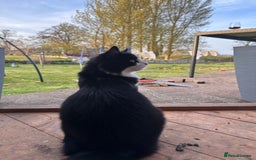 British Longhair cats for sale: Binkz & Jess - Image 3