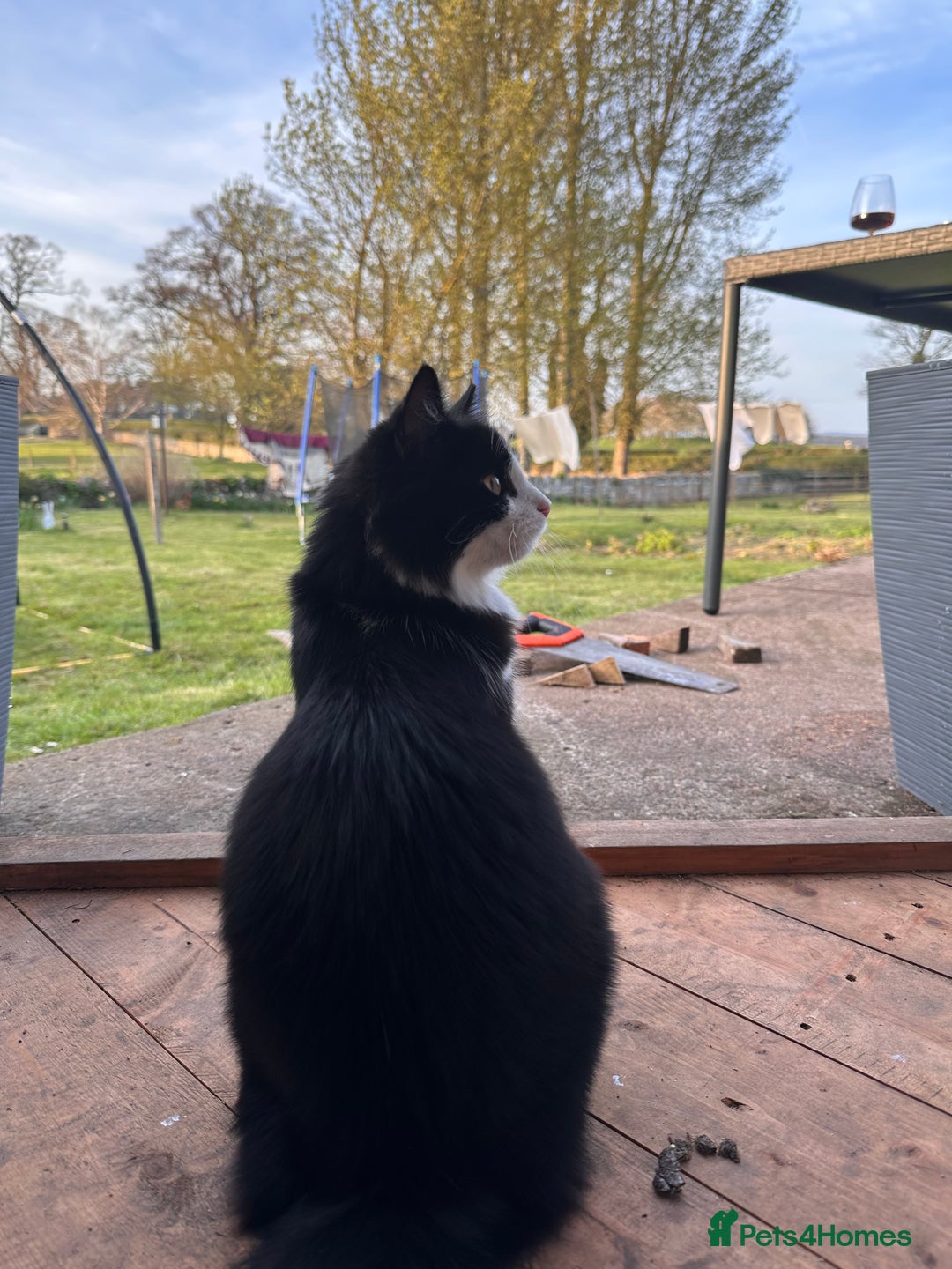 British Longhair cats for sale: Binkz & Jess - Image 3