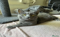 British Shorthair cats for sale: Storm - Image 1