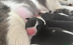 Border Collie dogs for sale: Border collie  - Image 4