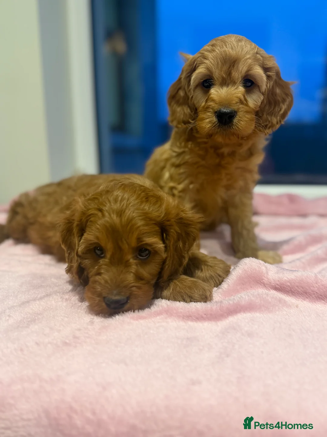 Cavapoo dogs for sale: Cavapoo puppies  in Cookstown - Advert 7