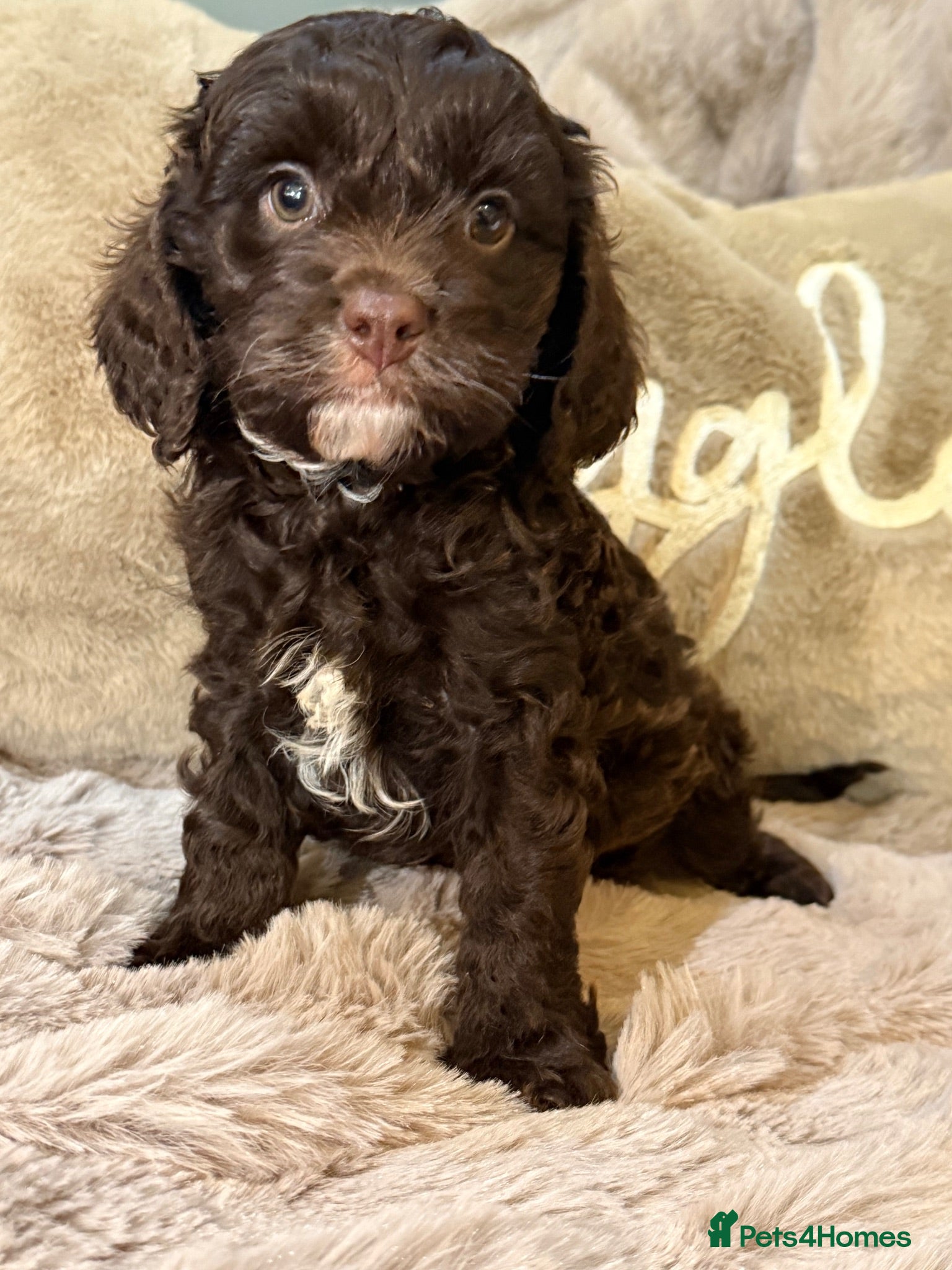 Cavapoo dogs Chocolate F1 Cavapoo Boy - Advert 2