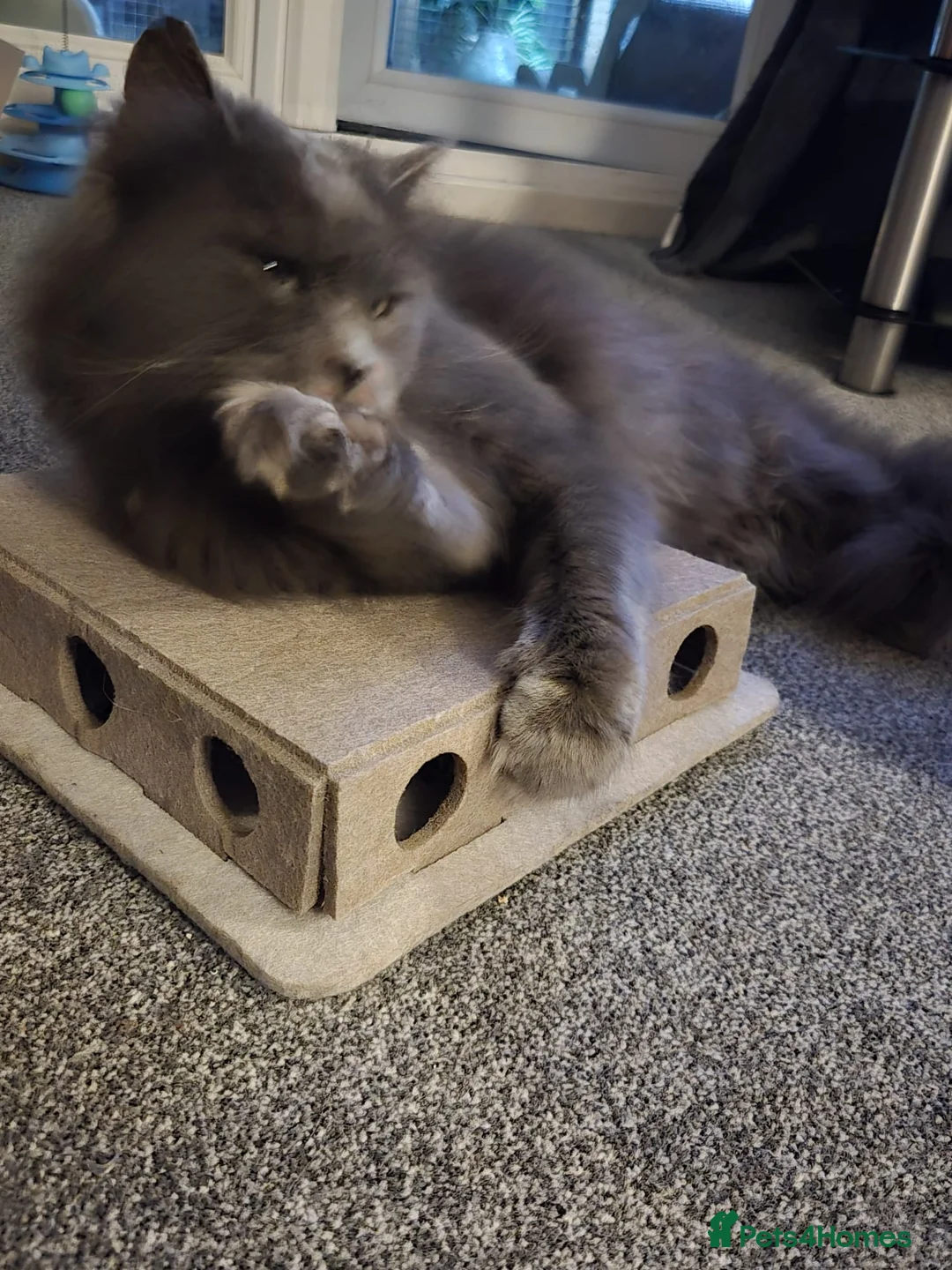 Maine Coon cats for sale: Beautiful female Maine Coon ( GCCF Reg) - Advert 7