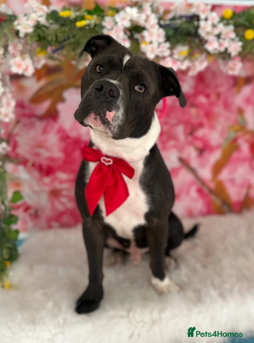 Mixed Breed dogs for sale: Gorgeous boy needing a new home  - Advert 2