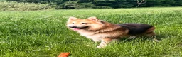 German Shepherd dogs for stud: German Shepherd for stud in Sheffield - Advert 3