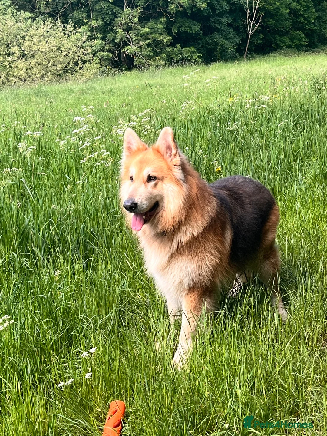 German Shepherd dogs for stud: German Shepherd for stud in Sheffield - Advert 3