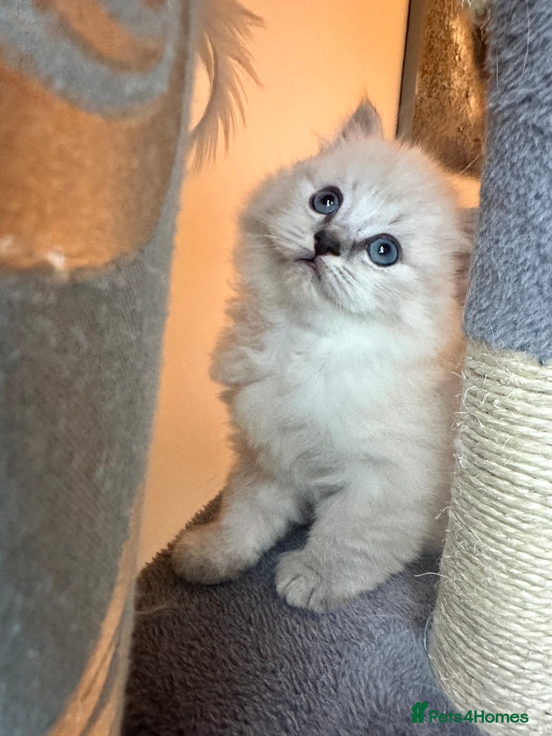 Neva Masquerade cats for sale: Gorgeous Neva Masquerade/British Blue Kittens  - Advert 12